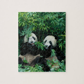 Två pandor som äter bamboo tillsammans, Wolong Pussel