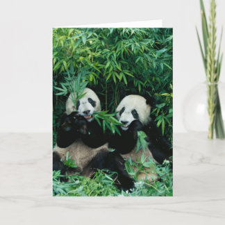 Två pandor som äter bambu tillsammans, Wolong, 2 Kort