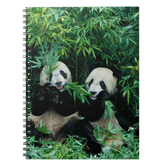 Två pandor som äter bambu tillsammans, Wolong Anteckningsbok (Framsidan)