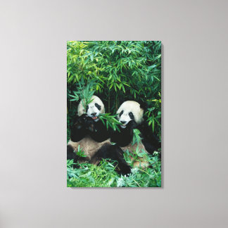 Två pandor som äter bambu tillsammans, Wolong Canvastryck