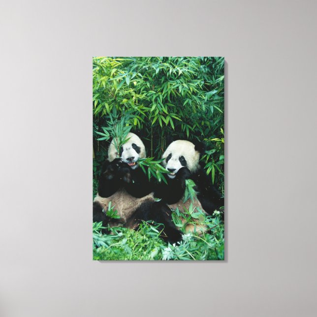 Två pandor som äter bambu tillsammans, Wolong Canvastryck (Framsida)