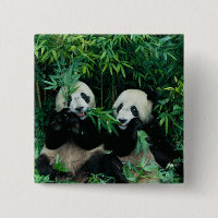 Två pandor som äter bambu tillsammans, Wolong
