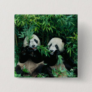 Två pandor som äter bambu tillsammans, Wolong Knapp