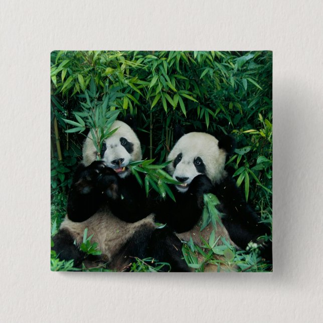 Två pandor som äter bambu tillsammans, Wolong Knapp (Framsida)