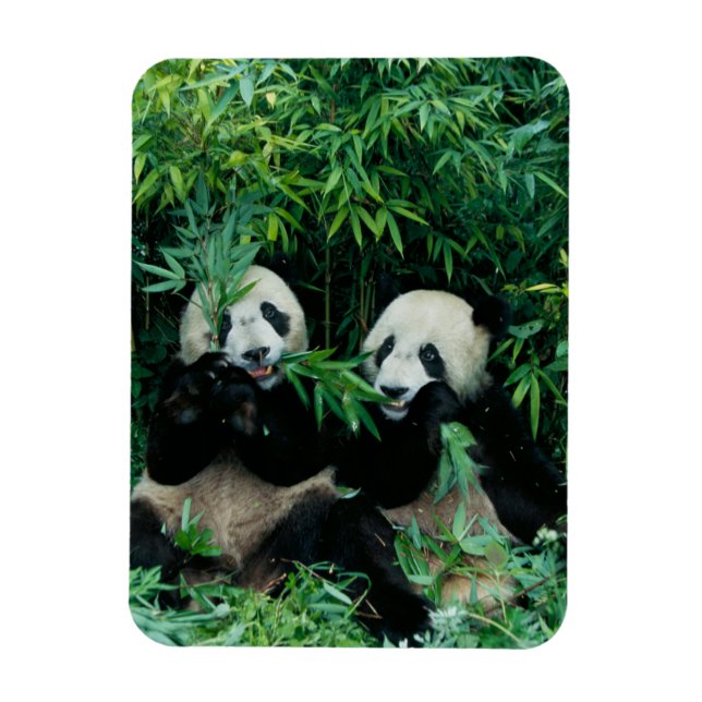Två pandor som äter bambu tillsammans, Wolong Magnet (Vertikal)