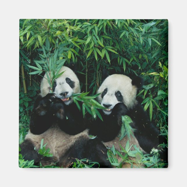 Två pandor som äter bambu tillsammans, Wolong Magnet (Framsidan)