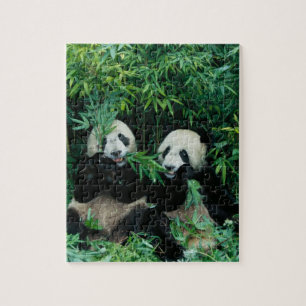 Två pandor som äter bambu tillsammans, Wolong Pussel