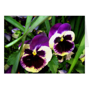Två pansyblommor - kort