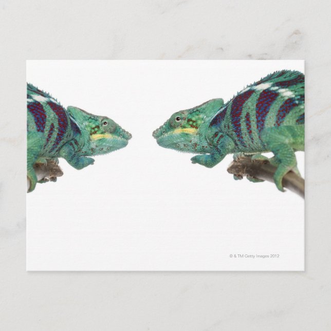 Två Panther Chameleons Nosy Be (Furcifer) Vykort (Framsida)