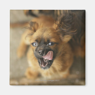 Två Pekingese hundar Magnet