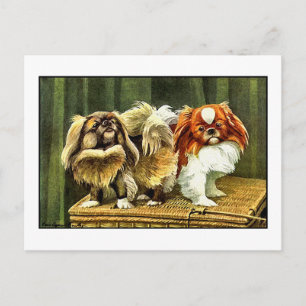 Två Pekingese Hundar Vykort