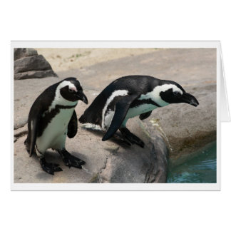 Två Penguins-fotokort Hälsningskort