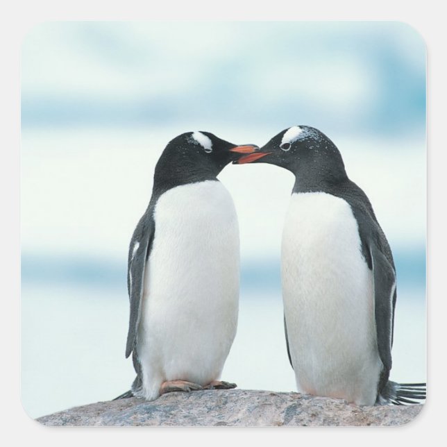 Två Penguins touchbeaks Fyrkantigt Klistermärke (Framsida)