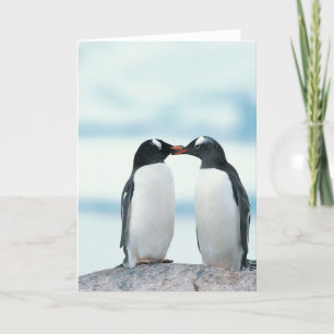 Två Penguins touchbeaks Kort