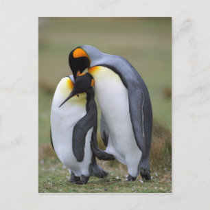 Två Penguins Vykort