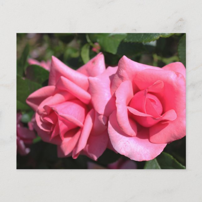 två perfekter blommor från shock rosa ro. kärlek flygblad (Framsidan)