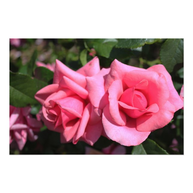 två perfekter blommor från shock rosa ro. kärlek fototryck (Framsidan)