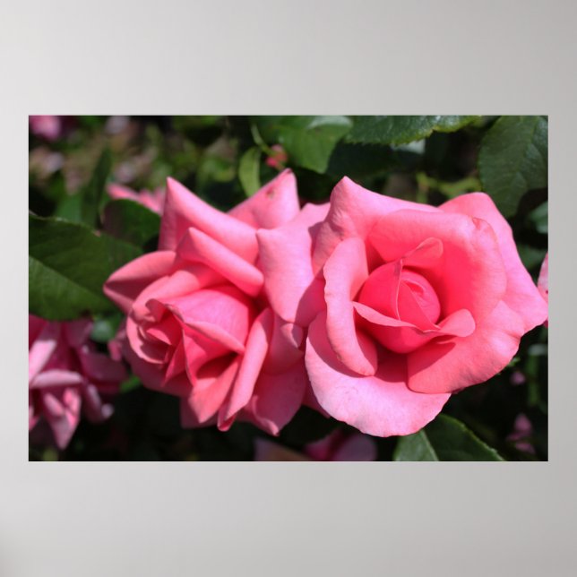 två perfekter blommor från shock rosa ro. kärlek poster (Framsidan)