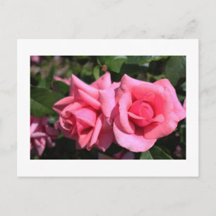 två perfekter blommor från shock rosa ro. kärlek vykort
