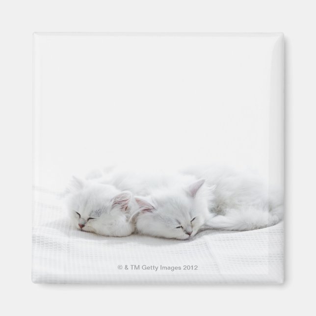 Två persiska kittens magnet (Framsidan)
