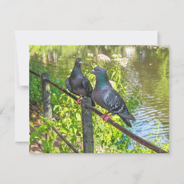 Två Pigeons. Roath Park Sjö, Cardiff, Wales (Framsida)