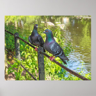 Två Pigeons. Roath Park Sjö, Cardiff, Wales Poster