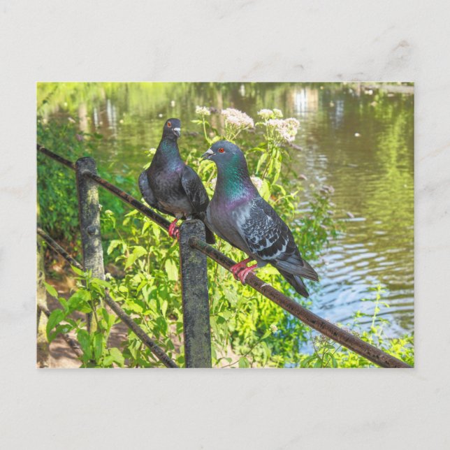 Två Pigeons. Roath Park Sjö, Cardiff, Wales Vykort (Framsida)