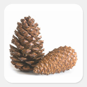 Två pinekon fyrkantigt klistermärke
