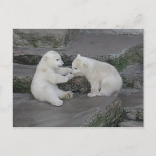 Två Polar bär unge Vykort