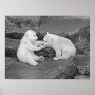 Två Polar Bear Unge Poster