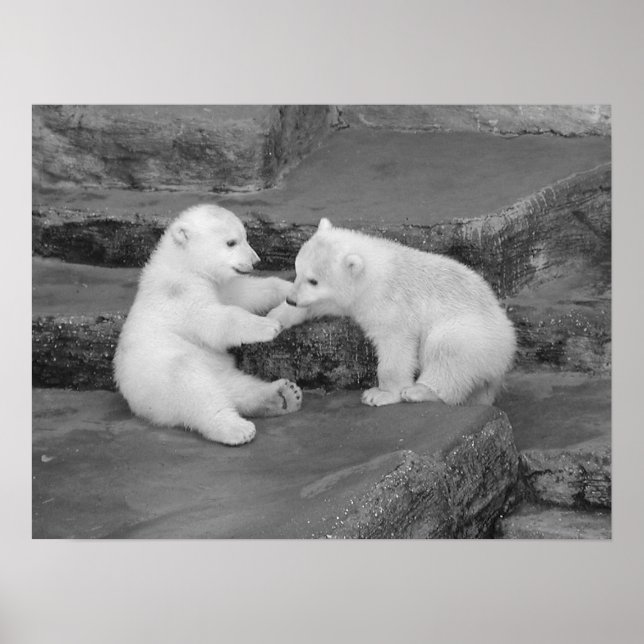 Två Polar Bear Unge Poster (Framsidan)