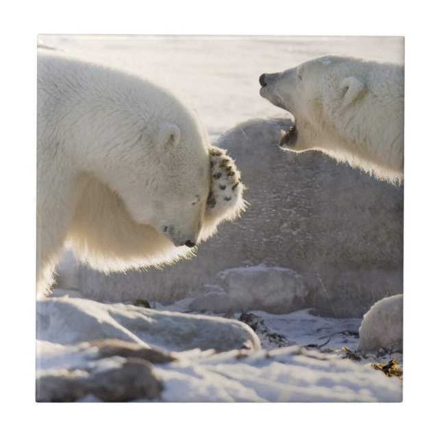 Två Polar Kakelplatta (Framsidan)