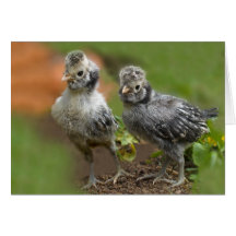 Två polska Chickar - Cute Baby Chickens