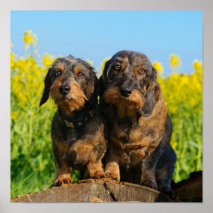 Två Porträtt-foto av Hundar Dachshund Dackel Head Poster
