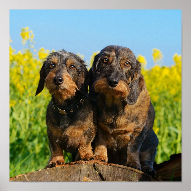 Två Porträtt-foto av Hundar Dachshund Dackel Head Poster (Framsidan)
