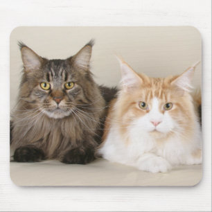 Två prickar av maine-coon musmatta