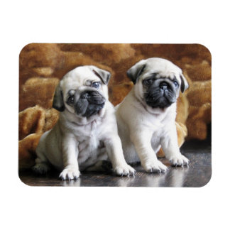 Två Pugs Magnet