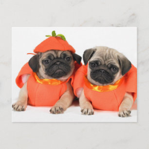Två Pugs Vykort