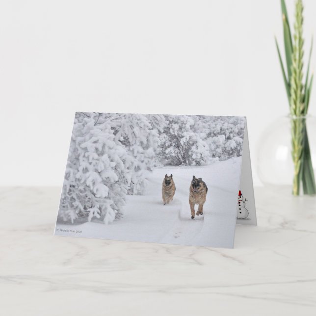 Två Räddingar Tyska Shepherd Hundar som går i Snö Kort (Framsida)
