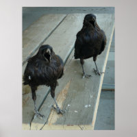 Två Ravens Cawens på utsidan av en bench Poster