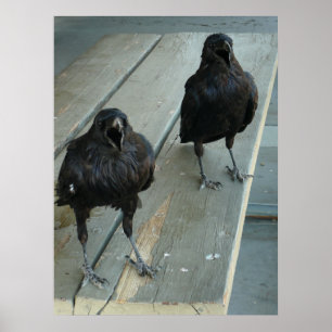 Två Ravens som kraxar på en ta av Poster
