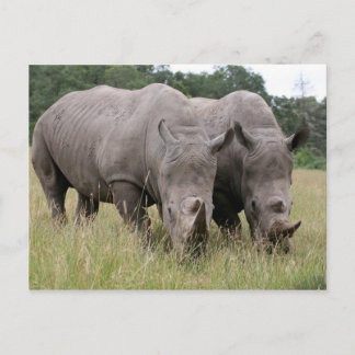 Två Rhinos-vykort Vykort