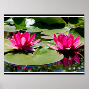 Två ro-färgad Vatten Lilies Poster
