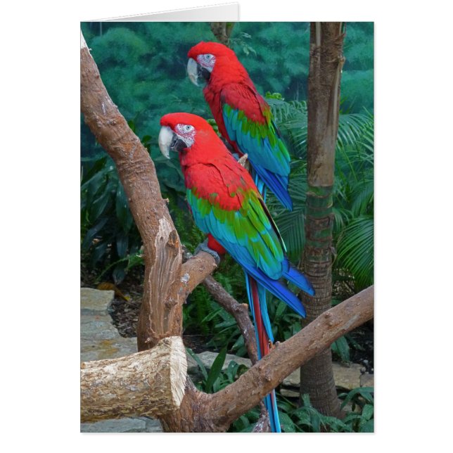 Två röda och Grönt Winged Macaws Ara Chloropterus Hälsningskort (Framsidan)