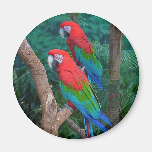 Två röda och Grönt Winged Macaws Ara Chloropterus Magnet (Framsidan)