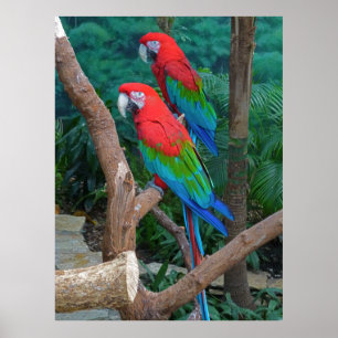 Två röda och Grönt Winged Macaws Ara Chloropterus Poster