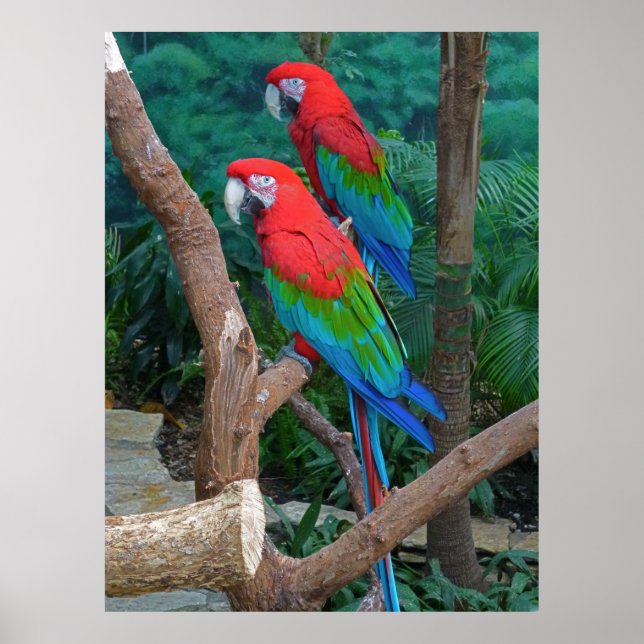 Två röda och Grönt Winged Macaws Ara Chloropterus Poster (Framsidan)