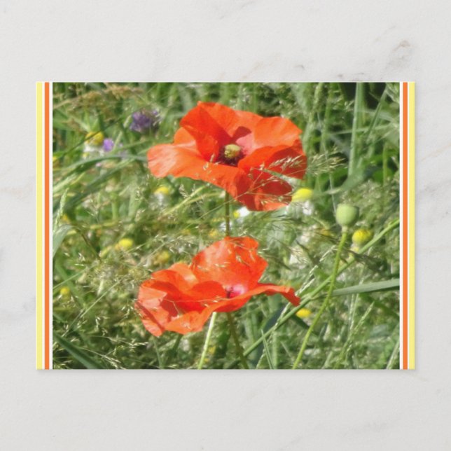 Två Röda poppies Vild Flowers DIY Postcard Vykort (Framsida)