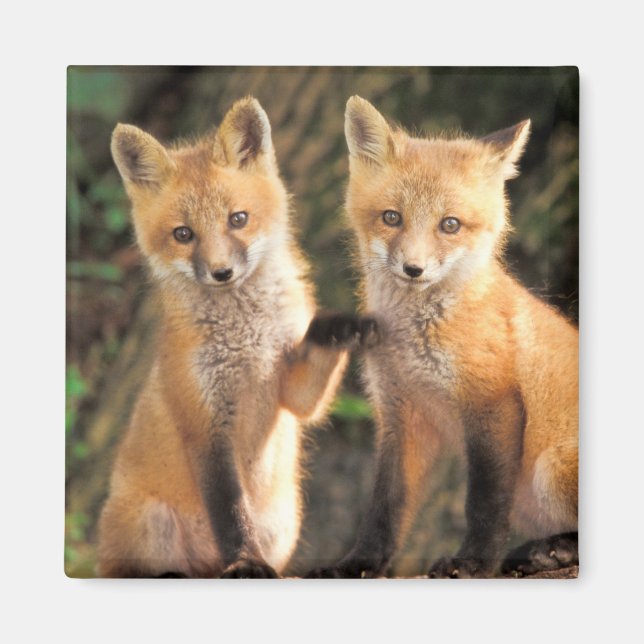 Två Röda rävsaxar Valper framför deras Den Magnet (Framsidan)