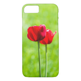 Två röda tulpanblommor